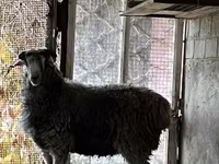 بز نر, بز — عکس 1