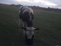 Bull, Holstein breed — photo 3