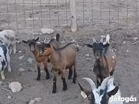 Buk, Pomellata goat — foto 5