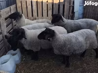 Schaf, White Suffolk sheep — Foto 2