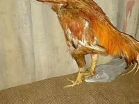Chickens — عکس 3