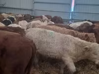 ІҚМ (топ, жынысы көрсетілмеген), Simmental cattle — 6-сурет