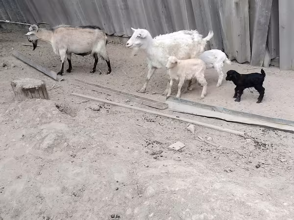 Koza, Kozy