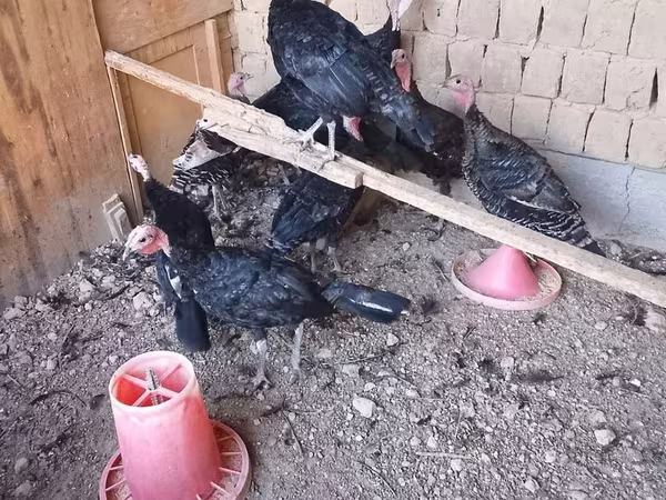 Turkeys