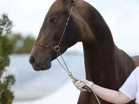 Cavalo, Akhal-Teke — foto 4
