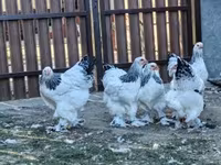 Brahma — foto 2