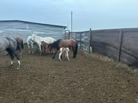 Kobyła, Konie — zdjęcie 1