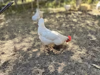 Leghorn — акс 2