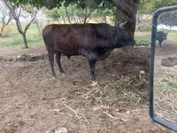Bull, Cattle — photo 2