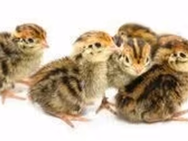 Quails — Молдова