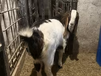 Kozel, Kamori goats — foto 5