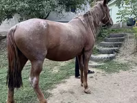 مادیان, Kazakh horse — عکس 4