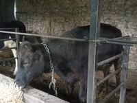 Banteng, Simmental cattle — foto 6