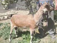 Capra, Alpine goat — foto 3