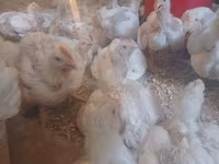 Chickens — 3. fotó