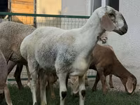 Får, Arashan sheep — foto 1