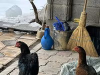 Chickens — foto 7