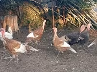 브론즈 — 사진 1