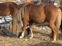 Hingst, Heste — foto 2