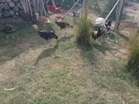 Turkeys — ፎቶ 4