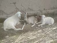 Koza, Alpine goat — foto 3