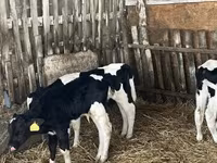 Бик, Russian Black pied cattle — фото 5