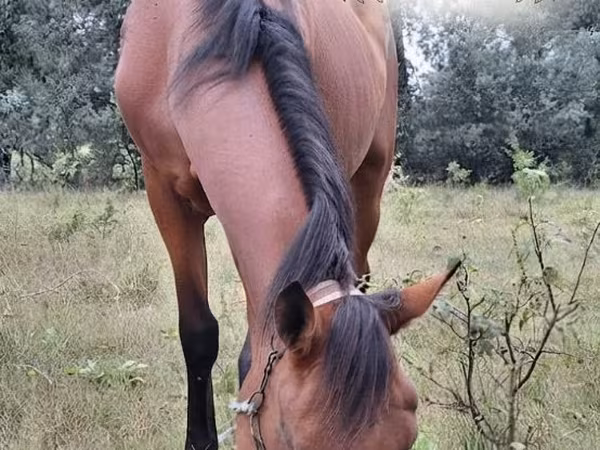 Kuda betina, Horses — Moldova