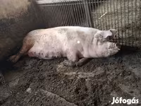 Babi betina, Дюрок — foto 5