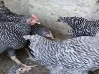 Chickens — fotografija 2