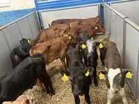 牛只（批次，未指定性别）, Russian Black pied cattle — 照片 6