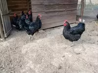 أستراليان بيت غيم فاول — الصورة 2