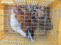 بنتام ژاپنی — عکس 1