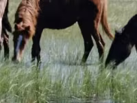 Mare, Horse breed — photo 2