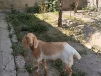 Koza, Beetal goats — fotografija 4