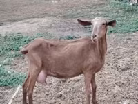 母山羊, Goats — 照片 2
