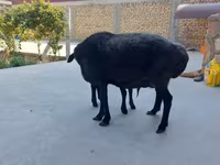 በጎች (ቡድን፣ ጾታ አልተጠቀሰም), Sheep — ፎቶ 1