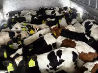 የከብት እንስሳት (ቡድን፣ ጾታ አልተጠቀሰም), Russian Black pied cattle — ፎቶ 2
