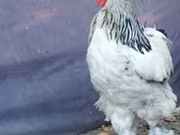 Brahma — photo 3