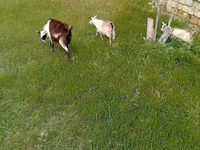 Koza, Saanen goat — fotografija 4