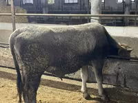 วัวตัวผู้, Swiss cattle — รูปภาพ 3