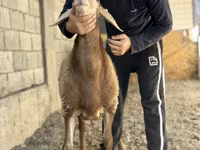 Schaf, Arashan sheep — Foto 5