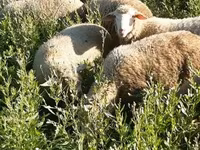Vædder, Merino sheep — foto 3