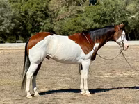 Kuda jantan, American paint horse — foto 1