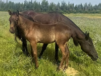 Cavalo, Quarter Horse — foto 3