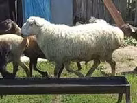 Bagge, Rhon sheep — foto 4