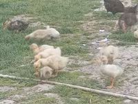 Ducks — fotografija 5