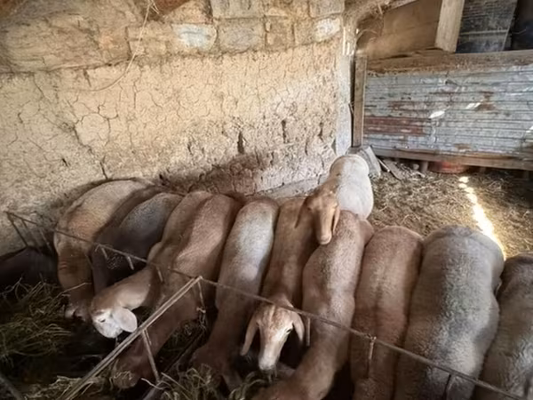 Pecora, Arashan sheep