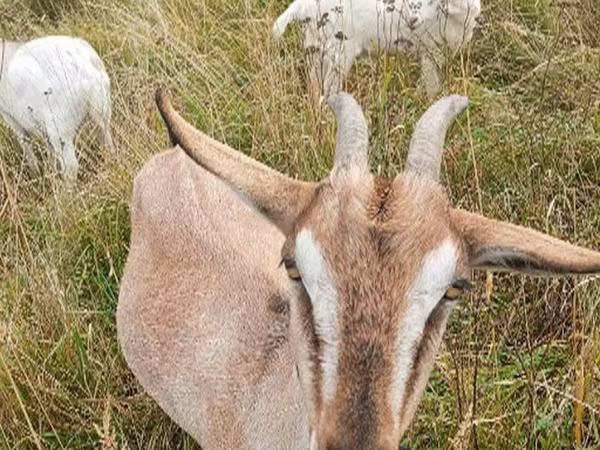 Koza, Козе