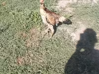 Chickens — عکس 1