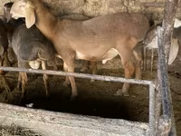 แกะตัวผู้, Arashan sheep — รูปภาพ 1